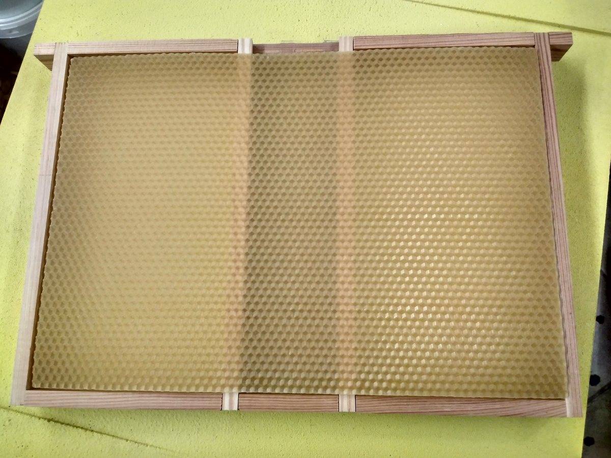 węza pszczela wielkopolska